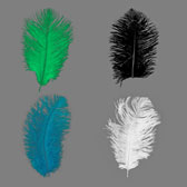 Ostrich feather